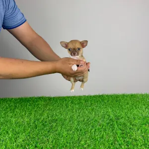 Chihuahua - Hidra