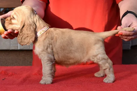 Cocker spaniel angielski - Evita From Work & Show