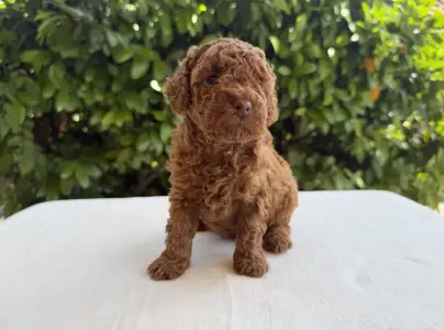 Poodle Miniature - Inka