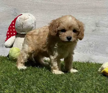 Cavapoo - Edgar