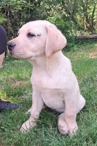 Labrador Retriver - Klágya Kincse Elvis