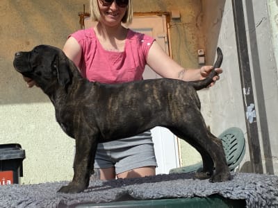 Cane corso - Cassiopeia’s Pearl Anna