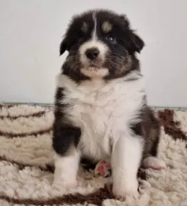 Australian Shepherd - Delwyn