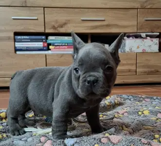 Bouledogue français - Victor 