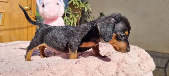 Dachshund - Tappancs