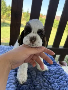 Cocker spaniel amerykański - Wondercocker Calvin Klein