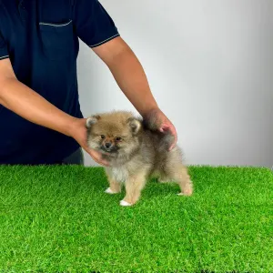 Pomeranian - Neely