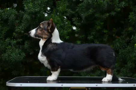 Cardigan welsh corgi - Kvitegga Mendenhall 