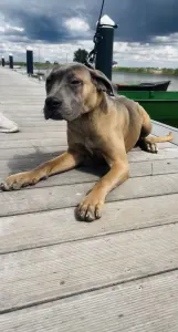 Cane Corso Italiano - Crystal