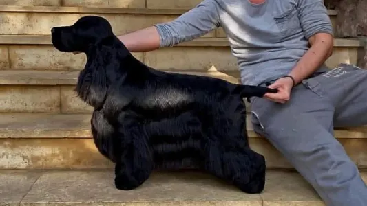 Angol Cocker spániel - La Scale