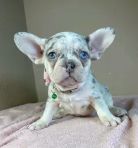 Französische Bulldogge - Elina