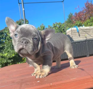 Французский бульдог - Mirjam