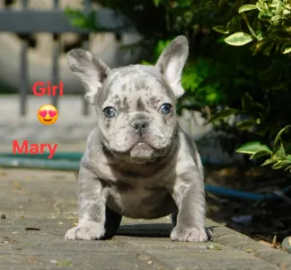 Französische Bulldogge - Mary