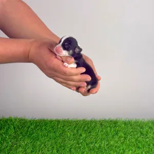 Pembroke Welsh Corgi - Yeska