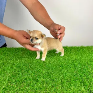 Chihuahua - Esta
