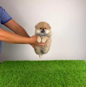 German Pomeranian Spitz - Orino