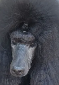 Poodle Standard - Female Show Quality