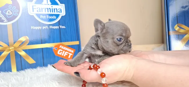 French Bulldog - Zoé