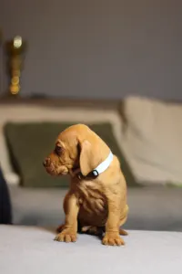 Hungarian Short-haired Vizsla - Lamborghini