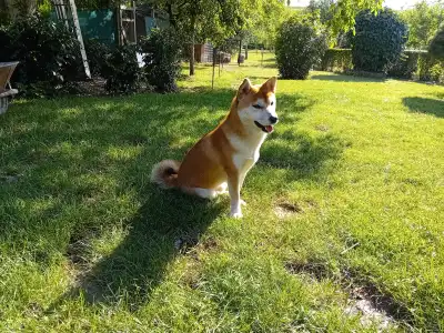 Shiba - Beauty Of The East Aiko