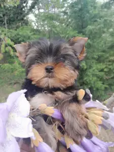 Yorkshire Terrier - Shazam