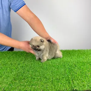 German Pomeranian Spitz - Sibylle