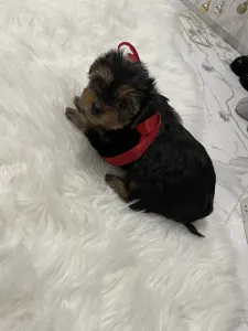 Yorkshire Terrier - Cindy