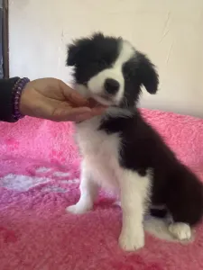 Border collie - Fekete Szuka/ Female- Lilac Collar