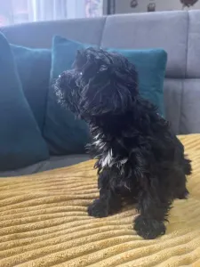 Maltipoo - Bagira