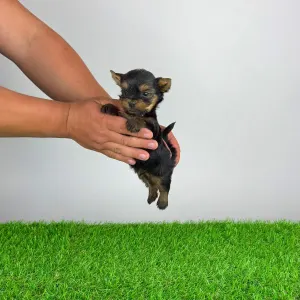 Yorkshire Terrier - Yasko