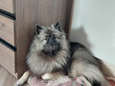 Wolfsspitz - Silver Whirl