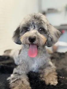 Poodle Miniature - Dexter