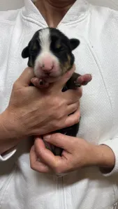 Entlebucher - Gonzo Helvétsky Priateľ 