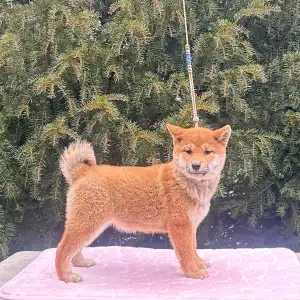 Shiba - Beauty Of The East Akina