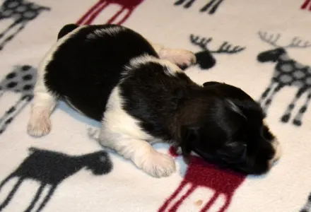 Havanese - Oro De Habana Yvonne
