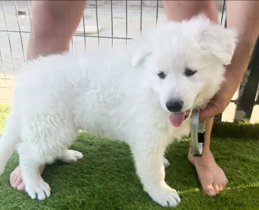 Ciobanesc Alb Elvetian - Village White Wolf Bosco