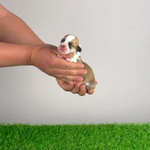 Pembroke Welsh Corgi - Yps