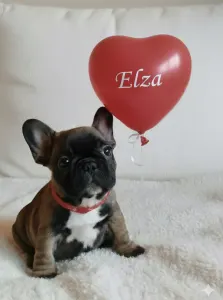 French Bulldog - Elza