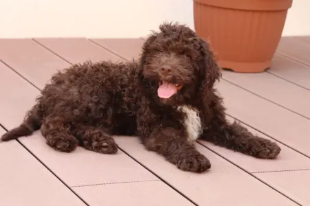 Lagotto romagnolo - Alnus