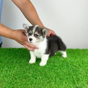 Welsh Corgi Pembroke - Chloe