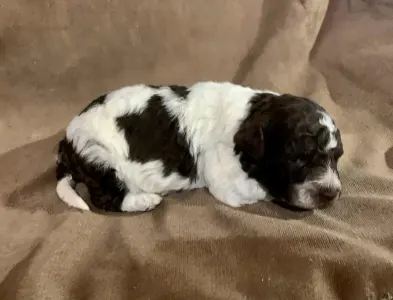 Lagotto Romagnolo - Friendly L. Kokó