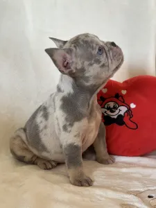 Francouzský buldoček - Pacsi