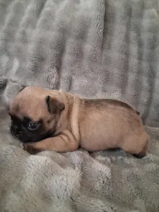 Bulldog francez - Hero From Lilis Breed