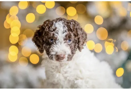 Spanish Waterdog - Es War Einmal Fruzzi Di Mare