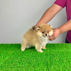 Pomeranian - Domino 