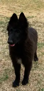 Belgian Shepherd Dog - Gerőcsvári Freddie