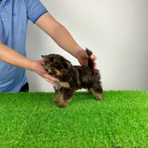 Yorkshire Terrier - Lily