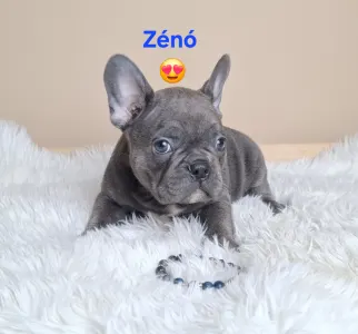 French Bulldog - Zénó 