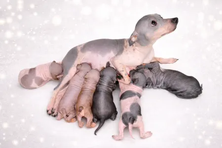 Amerykański nagi terier - Shiny Dog 