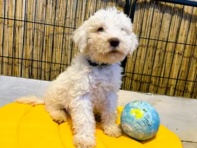Lagotto Romagnolo - Tummi Gummi